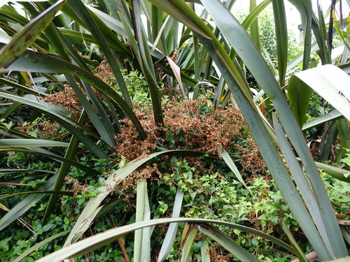 Rumex luxurians — photo