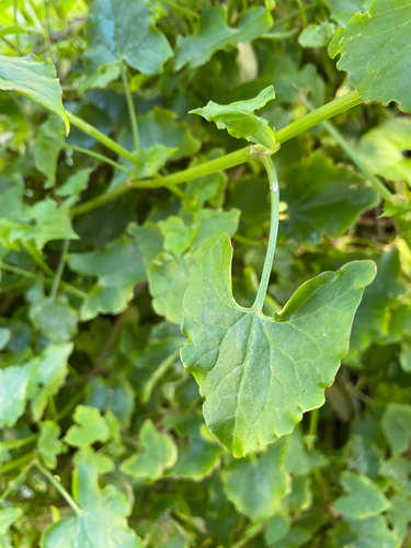 Rumex luxurians
