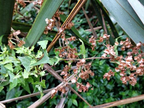 Rumex luxurians — photo