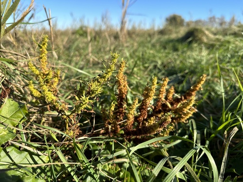 Rumex maritimus (Golden dock) — photo