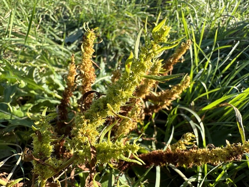 Rumex maritimus (Golden dock) — photo