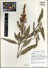 Rumex mexicanus (Mexican dock) — photo