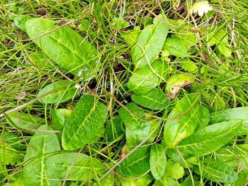 Rumex neglectus (Beach dock) — photo