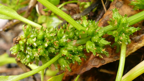 Rumex neglectus (Beach dock) — photo