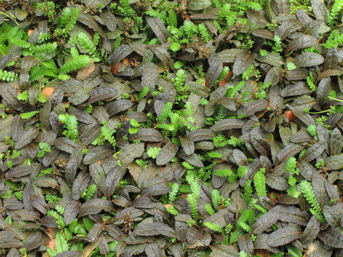 Rumex neglectus