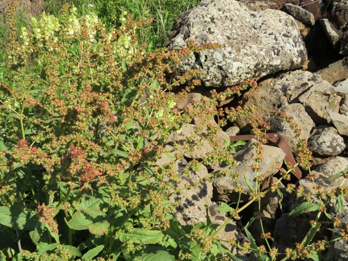 Rumex nepalensis (Nepal dock) — photo