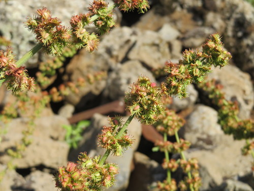 Rumex nepalensis (Nepal dock) — photo
