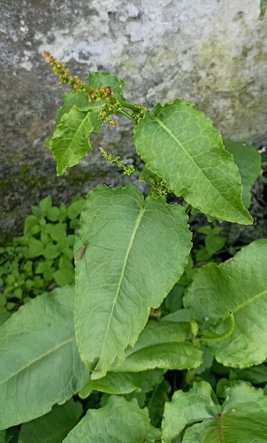 Rumex nepalensis