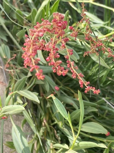 Rumex nervosus — photo