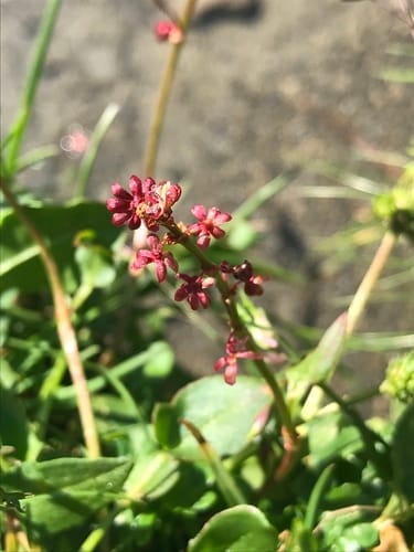 Rumex nivalis — photo