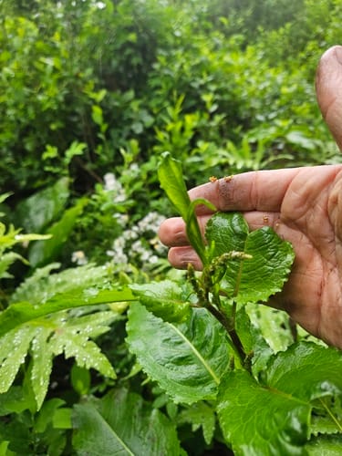 Rumex obtusifolius (Broad-leaf dock) — photo