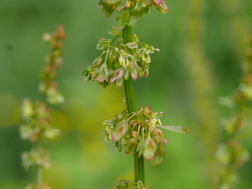 Rumex obtusifolius subsp. subalpinus