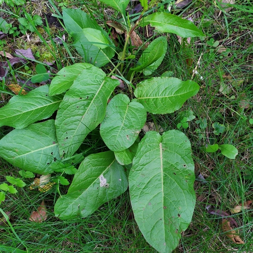 Rumex obtusifolius subsp. subalpinus — photo