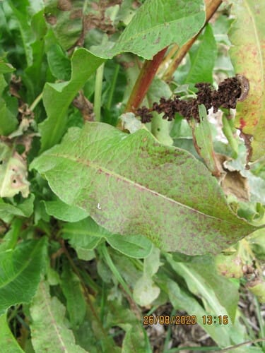 Rumex obtusifolius