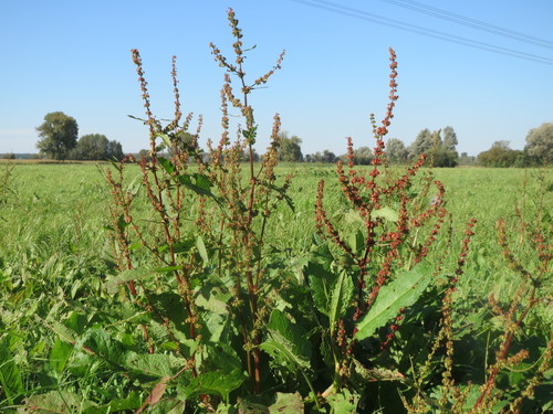Rumex obtusifolius (Broad-leaf dock) — photo
