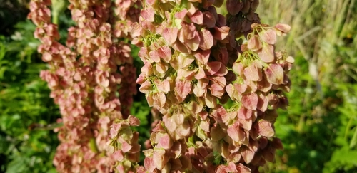 Rumex occidentalis (Western dock) — photo