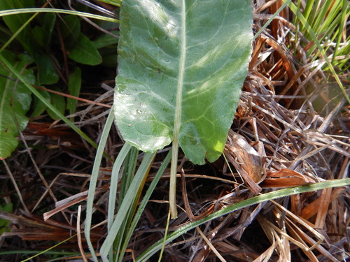 Rumex occidentalis (Western dock) — photo