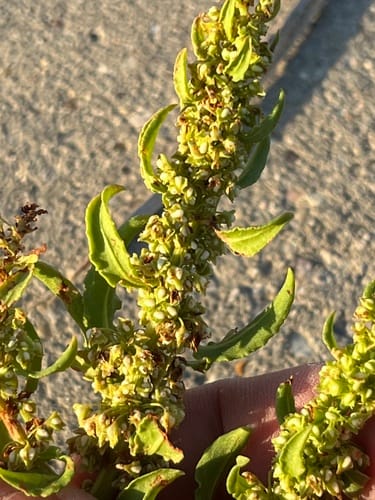 Rumex paraguayensis (Paraguaya dock) — photo