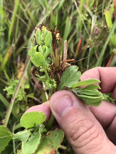 Rumex paraguayensis