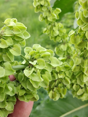 Rumex patientia (Patience Dock) — photo