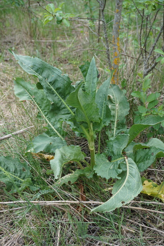 Rumex patientia (Patience Dock) — photo