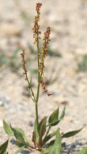 Rumex paucifolius (Fewleaved dock) — photo