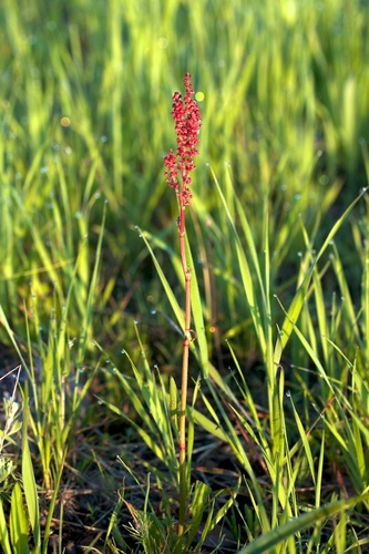 Rumex paucifolius (Fewleaved dock) — photo