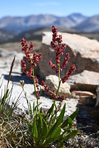 Rumex paucifolius