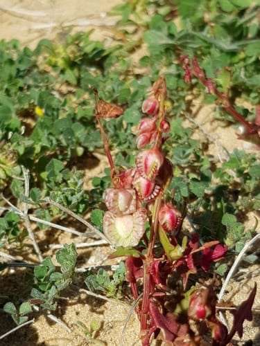 Rumex pictus — photo
