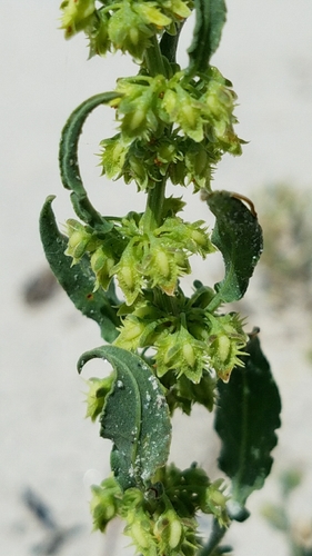 Rumex pulcher (Fiddle dock) — photo