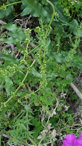 Rumex pulcher (Fiddle dock) — photo