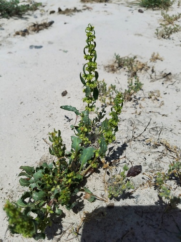 Rumex pulcher