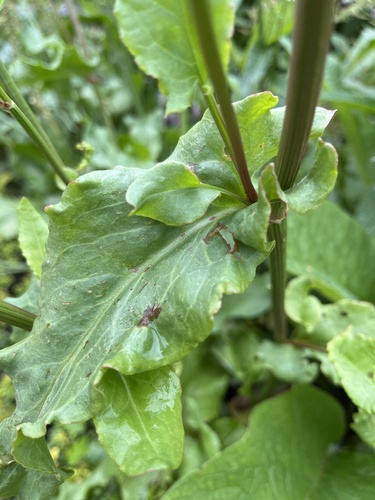 Rumex rugosus (Sorrel) — photo