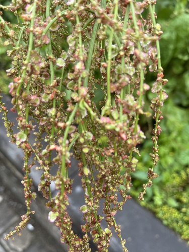 Rumex rugosus (Sorrel) — photo