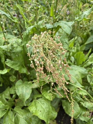 Rumex rugosus