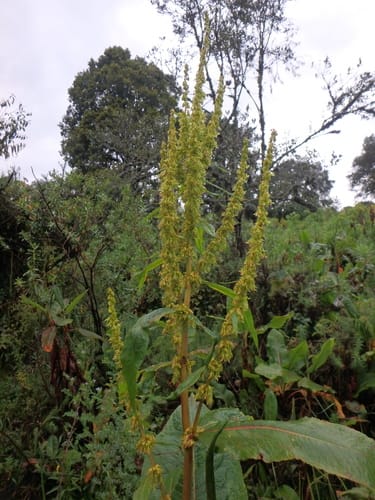 Rumex ruwenzoriensis — photo