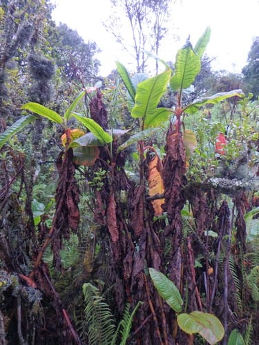 Rumex ruwenzoriensis — photo