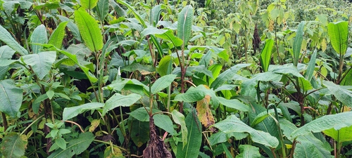 Rumex ruwenzoriensis