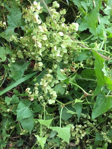 Rumex sagittatus