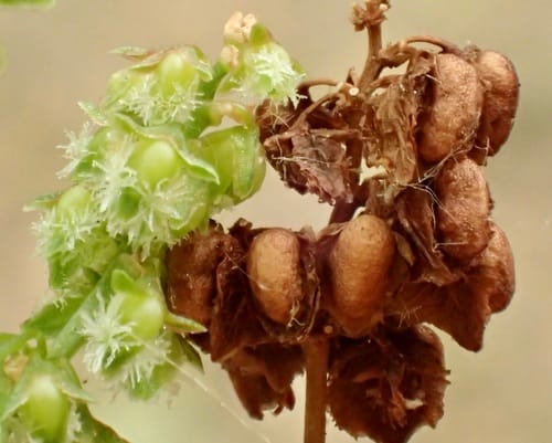 Rumex salicifolius
