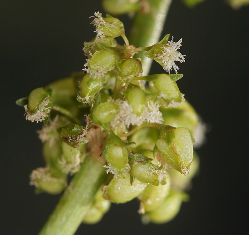 Rumex salicifolius subsp. mexicanus
