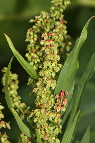 Rumex salicifolius (Willow dock) — photo