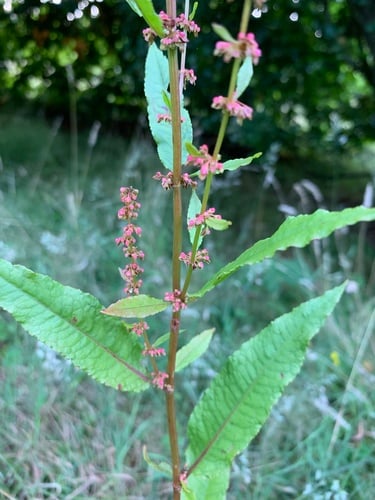 Rumex sanguineus