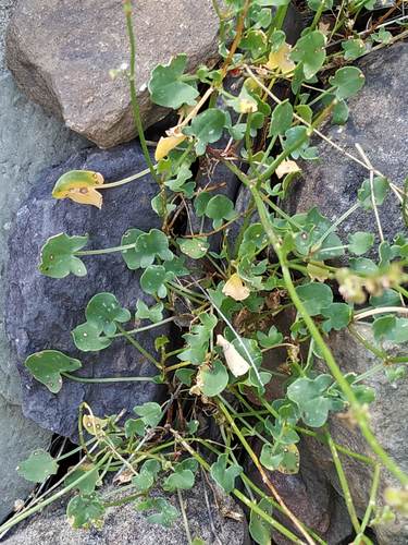 Rumex scutatus subsp. induratus