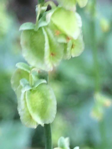 Rumex scutatus subsp. induratus — photo