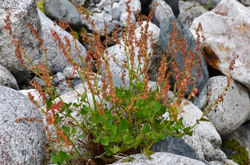Rumex scutatus subsp. induratus — photo