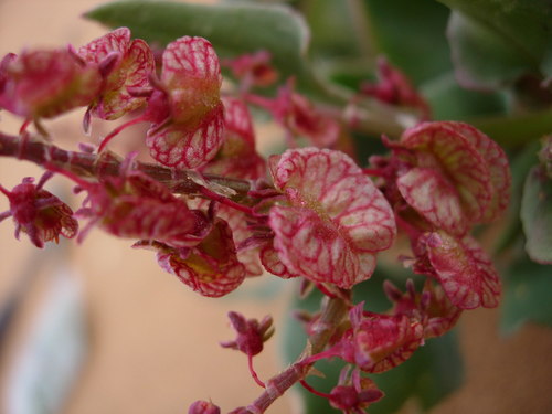 Rumex simpliciflorus — photo