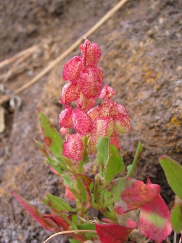 Rumex simpliciflorus — photo