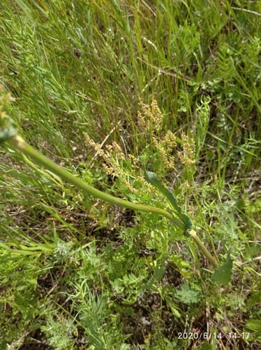 Rumex thyrsiflorus subsp. papillaris (Sorrel) — photo
