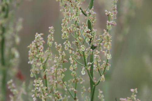 Rumex thyrsiflorus subsp. papillaris